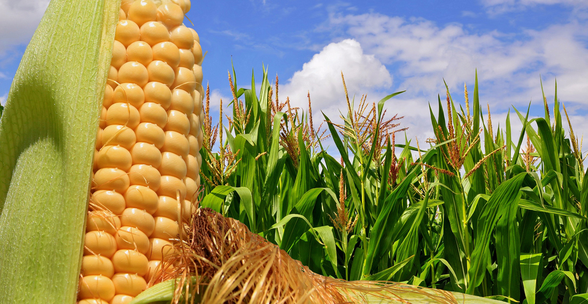 Почвенно-климатические условия выращивания кукурузы