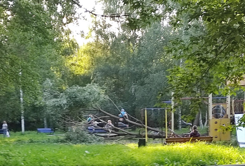 В Кимрах дерево упало на детскую площадку. Дети нашли ему новое применение