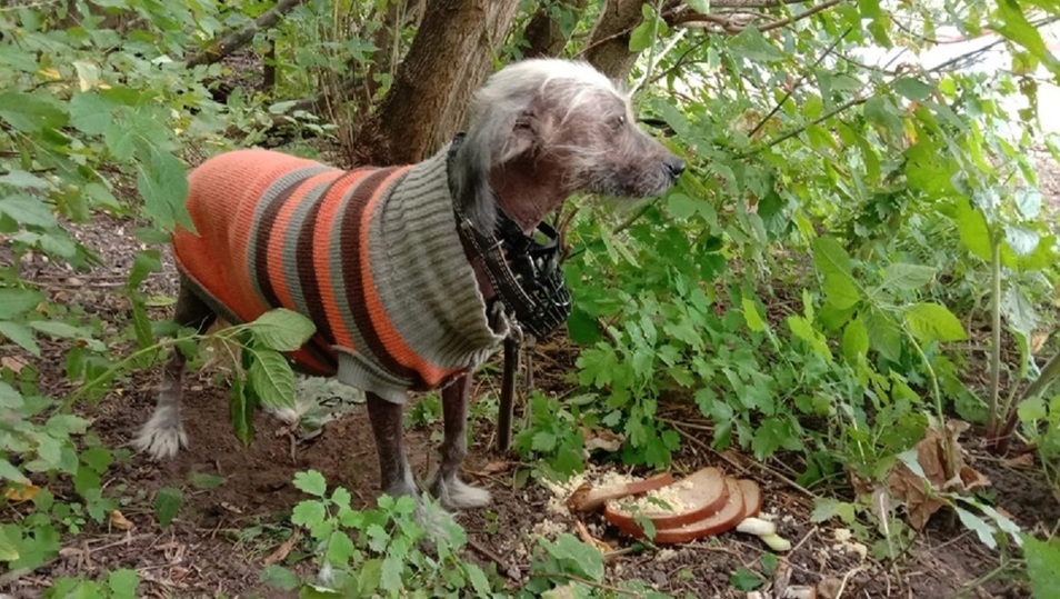 В Кимрах неизвестные собаку привязали к дереву и бросили в лесополосе